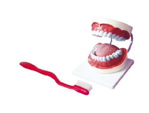 世界各地ZM1051-2牙保健模型