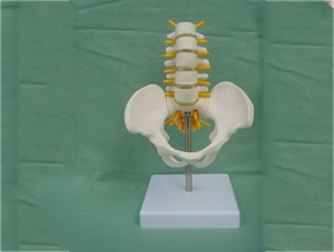 ZM1020-1 中型5節腰椎帶骨盆模型