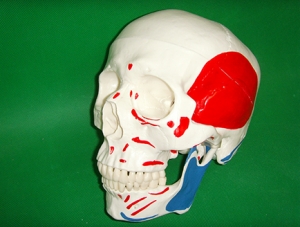 ZM1006 頭顱骨附肌肉著色模型