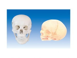 ZM1005 成人頭顱骨模型