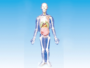 ZM1003-3 人體體表、人體骨骼與內臟關系模型