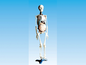 ZM1003-2 人體骨骼與內臟關系模型