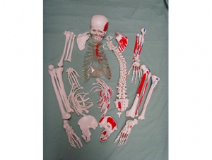 ZM1001-6 未組裝的人體骨骼附肌肉起止點模型