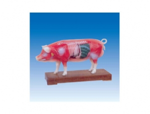 ZM3019 豬體針灸模型