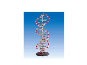 ZM6014-1 DNA結構模型