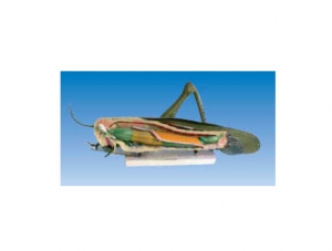 ZM7010 蝗蟲模型