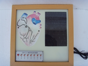 ZM8005 心臟傳導系電動模型