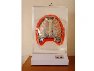 ZM8009 人體呼吸運動電動模型
