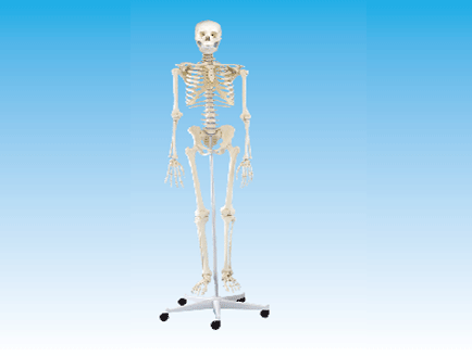 ZM1002-1 女性全身骨骼模型.png