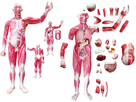 ZM1042-4 全身肌肉附內臟模型.png