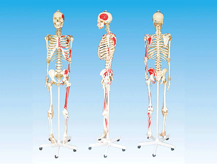 人體解剖模型