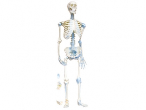 ZM1033 Human bone connection model
