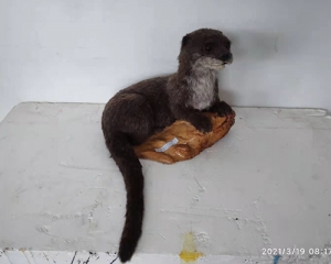 Simulated otter