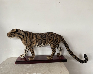 Simulated clouded leopard